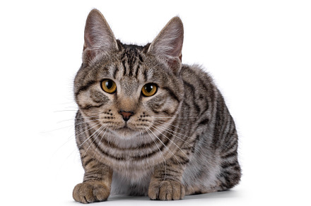 Kurilian Bobtail cat on white