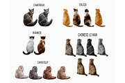 Cat, Cute Cats Clipart PNG, an Animal Illustration by Podcliparts (Thumbnail 3 of 4)
