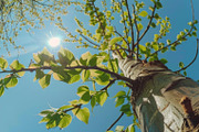 98 Trees view from below, a Nature Photo by Handmadefont (Thumbnail 44 of 98)