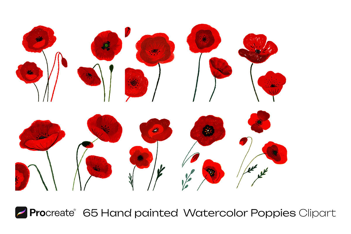 Watercolor Poppy Flowers, a Decorative Illustration by crafty (Photo 5 of 11)