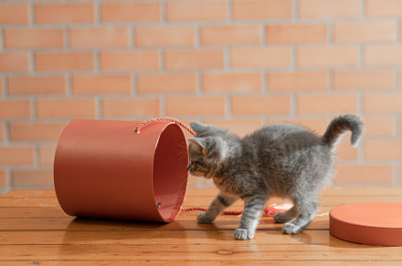 Little gray kitten plays