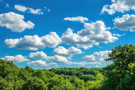 Lush green forest under a bright blu, a Photo by Iftikhar Alam