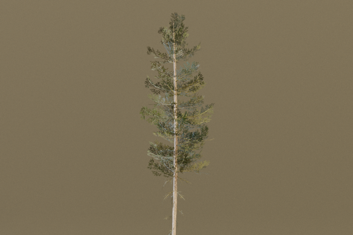 The Lodgepole Pine Tree, a Plants & Tree 3D Model by FuturePastCreatives (Photo 4 of 6)