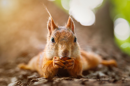 Squirrel in the autumn park