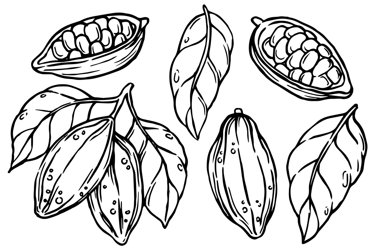 Cocoa beans. doodle collection, a Food Illustration by made by Tanya (Photo 2 of 3)