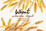 Wheat Watercolor Clipart, an Illustration by Anny Sketches (Thumbnail 1 of 7)