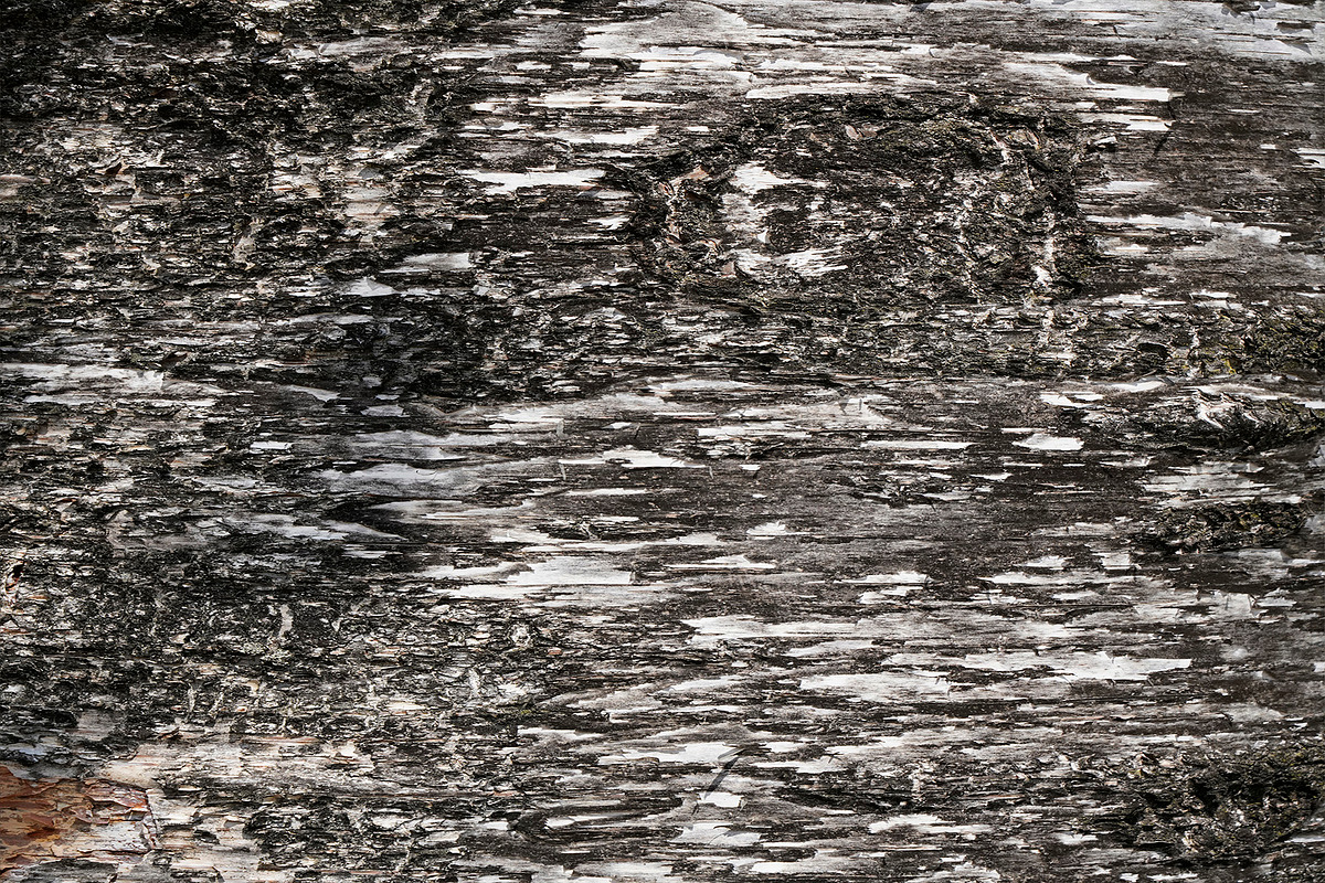 30 Tree Trunk Texture Photos, a Texture Graphic by Bilgep_design (Photo 9 of 16)