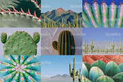 70 Aesthetic Cactus Stock Photos, a Nature Photo by Incomelion (Thumbnail 9 of 14)