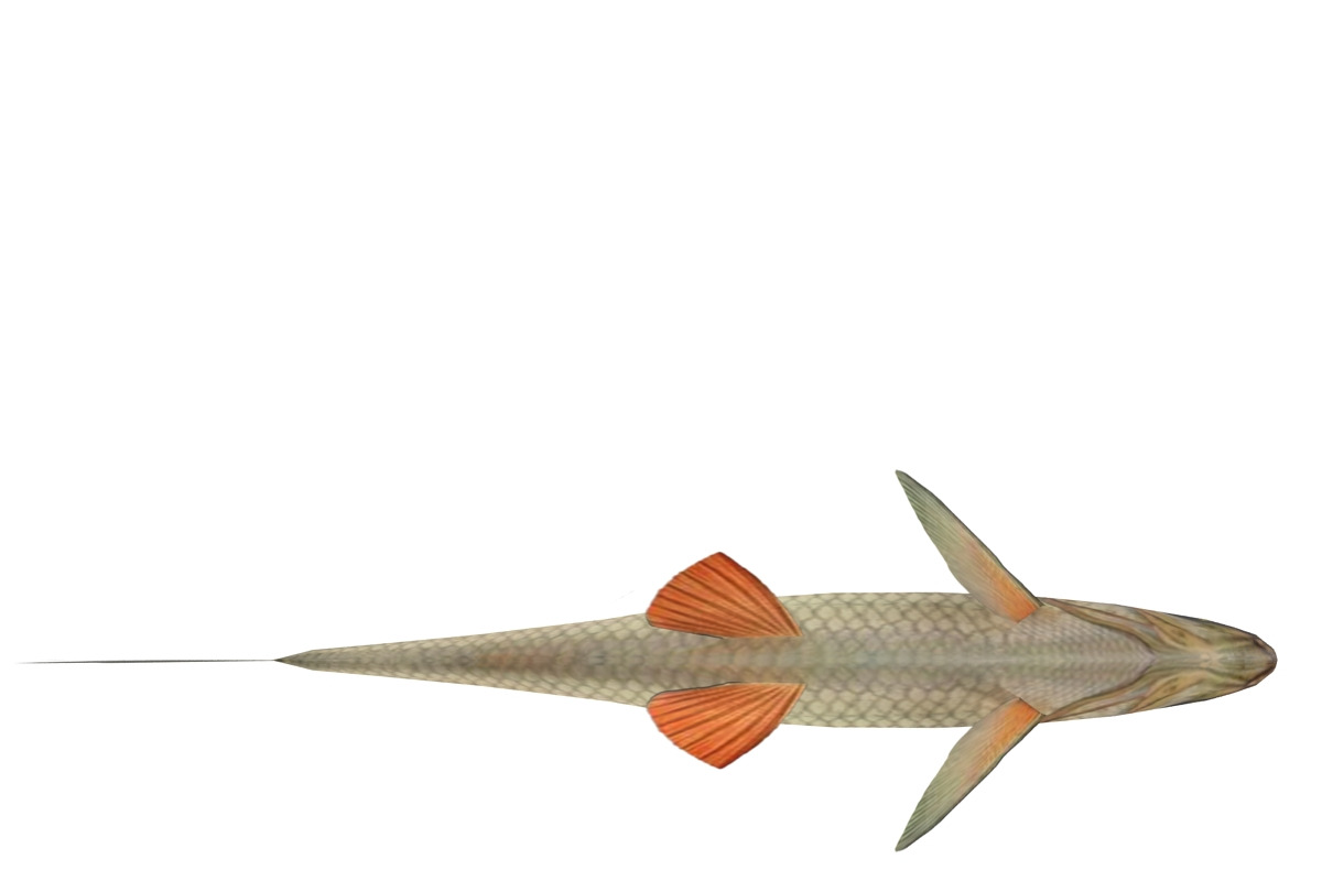Chub, an Animal 3D Model by AndrewWhite (Photo 17 of 21)