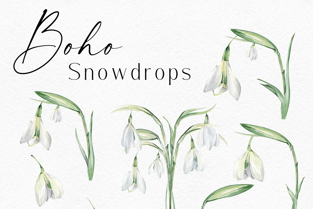 Watercolor Snowdrops, an Object Illustration by Olga Koelsch (Photo 2 of 8)