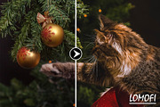 XmasDelight - 100 Lightroom Presets, an Action Add-On by KnightWipers (Thumbnail 8 of 15)
