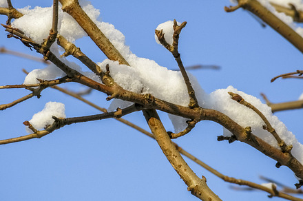 Snow Pine preview 5