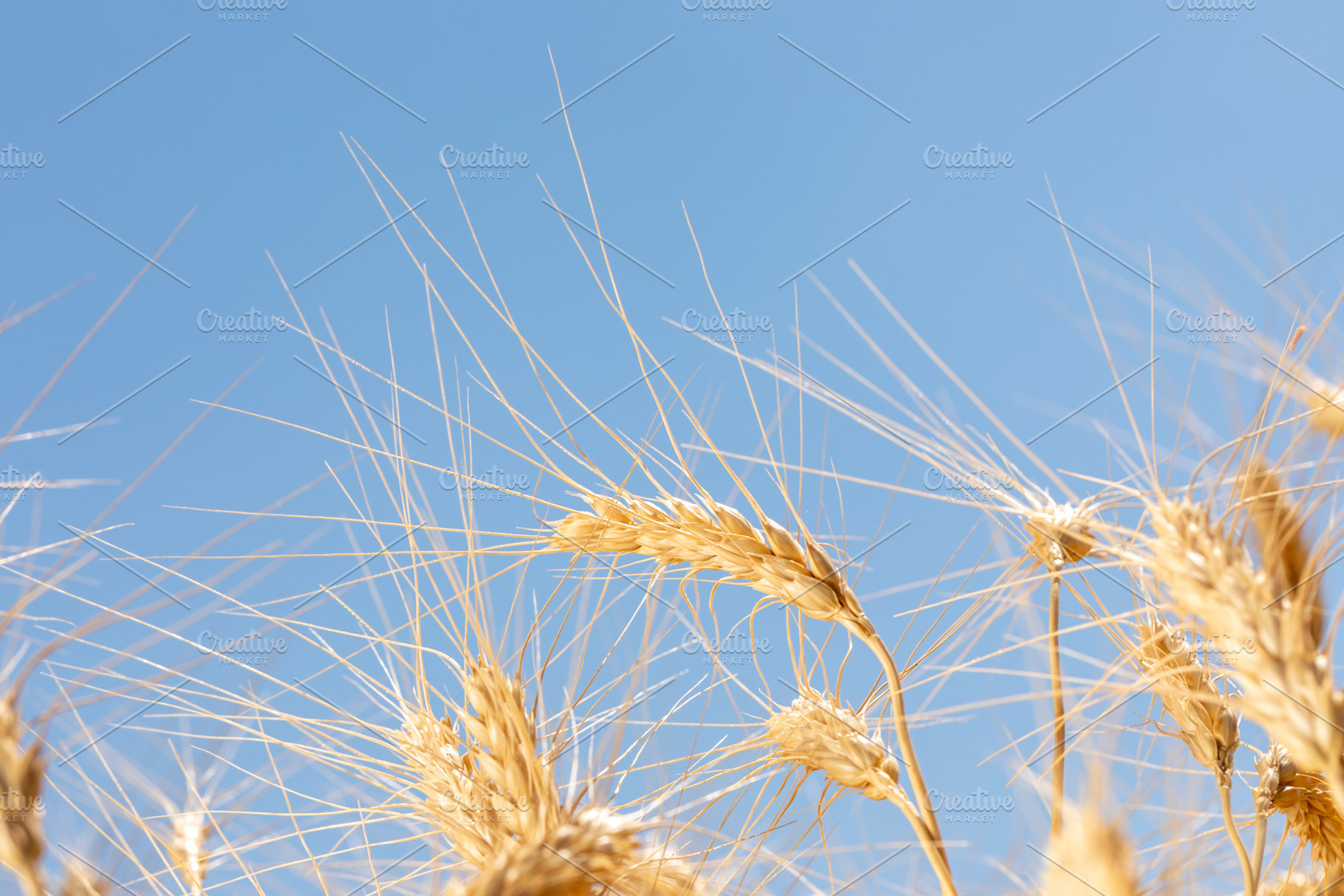 Close-up of ripe golden wheat spikes swaying gently under a cle, a Nature Photo by Ales Munt