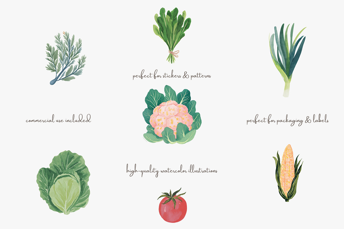 Watercolor vegetable clipart set, a Decorative Illustration by Patishop Art (Photo 4 of 8)