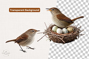 Watercolor House Wren Clipart Set, an Animal Illustration by The Twin Lakes Studio (Thumbnail 4 of 7)