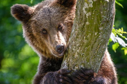 Wild Brown Bear (Ursus Arctos) on tree in the summer forest. Wil, a Background Photo by Byrdyak