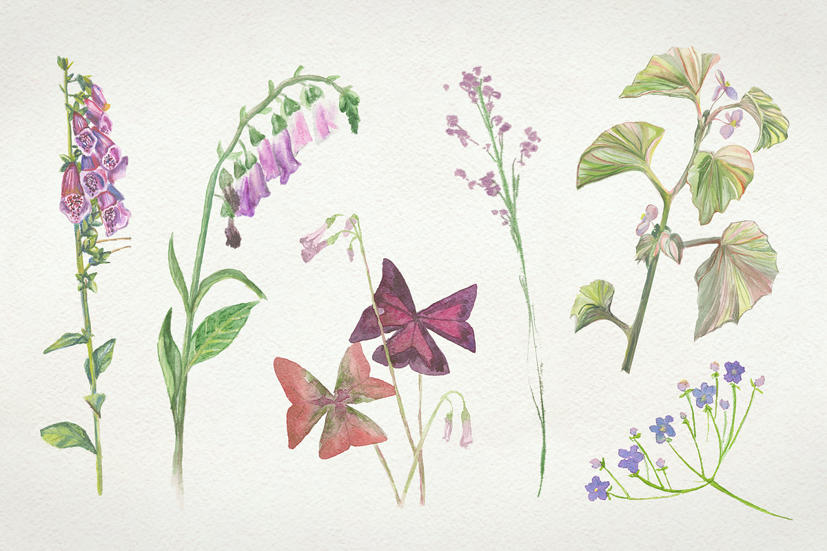 Flowers watercolor set, a Work Illustration by lapi-olesya (Photo 3 of 4)