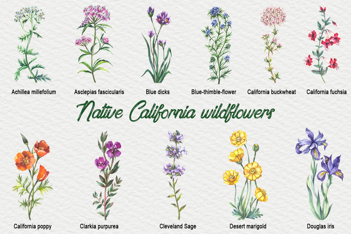 Native California wildflowers, an Illustration by FITALARTSNEDIGI (Photo 2 of 8)