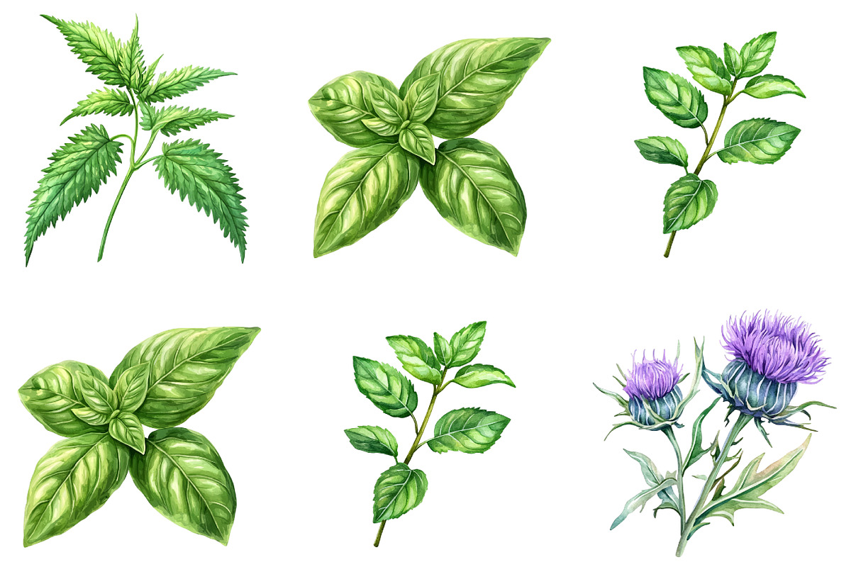 Medicinal Herbs Clipart, an Illustration by DreamArtGraphic (Photo 2 of 5)