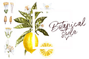 Lemon in botanical style, a Food Illustration by Ann Astro (Thumbnail 2 of 9)