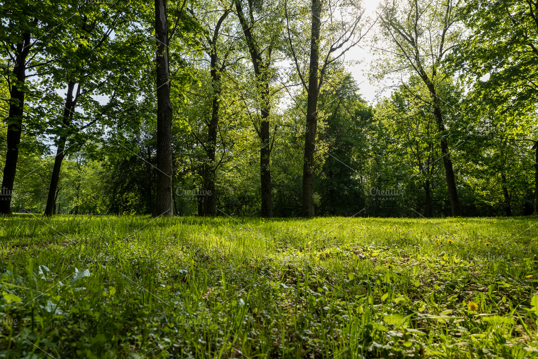 grass and trees with foliage in the summer, landscape with trees, side view, la, a Photo by rsoollAI