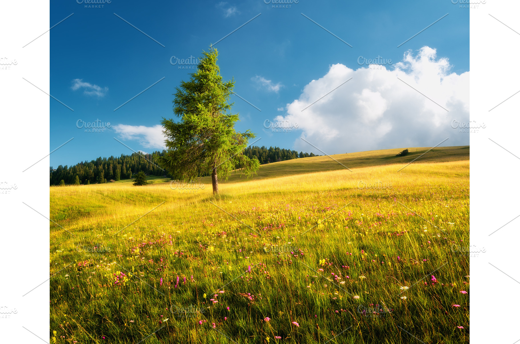 Lonely larch tree growing in a, a Nature Photo by den-belitsky