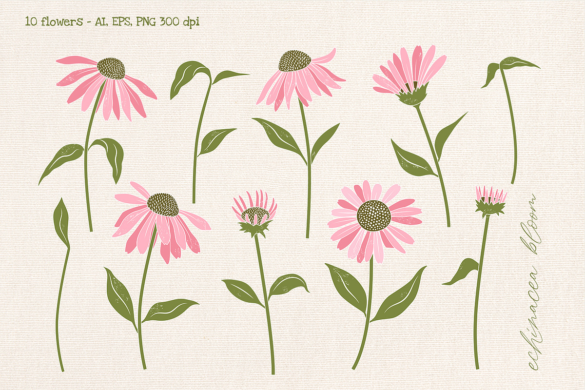 Coneflower Bloom Vector Clipart, an Illustration by Hanna's ArtLab (Photo 6 of 9)