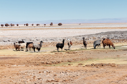 Llamas in the desert, an Animal Photo by OSORIOartist