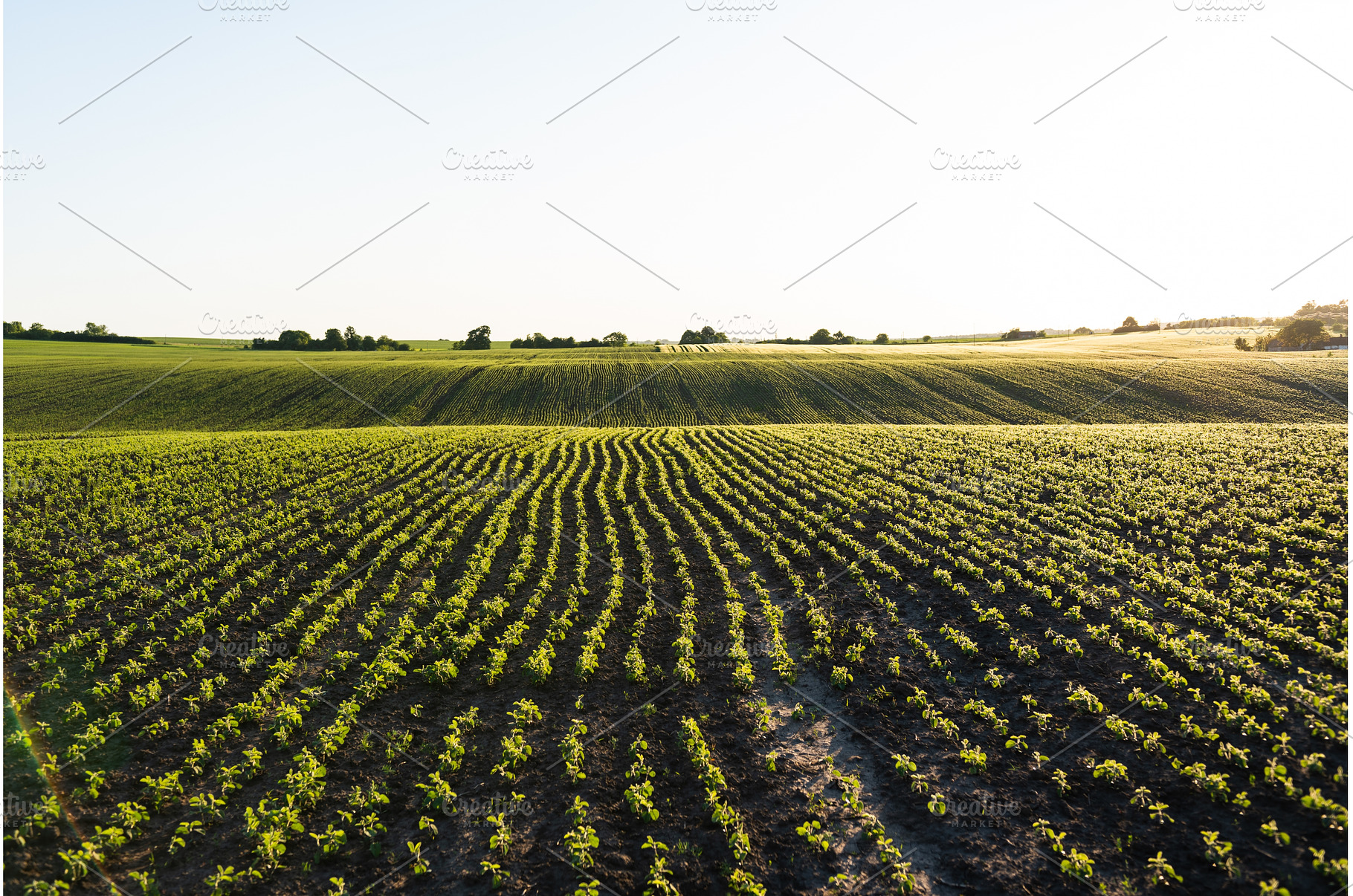 Elevated view of soybean plants, a Nature Photo by volodymyrshtun13795