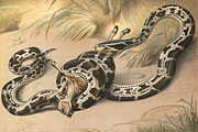 Oluf August Hermansen's Animals, an Animal Illustration by Digital Museum (Thumbnail 3 of 11)