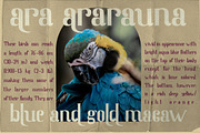 Quaker Ladies - Decorative Classic F, a Serif Font by PutraCetol Studio (Thumbnail 11 of 11)