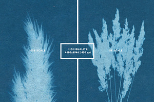 FLORAL Cyanotype Backgrounds