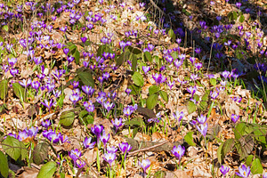 Violet Crocus heuffelianus (Crocus vernus) flowers in spring for, a Nature Photo by YuriyB