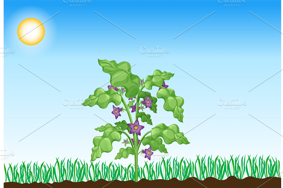 Photosynthesis process. Tree, an Object Illustration by Things for designers