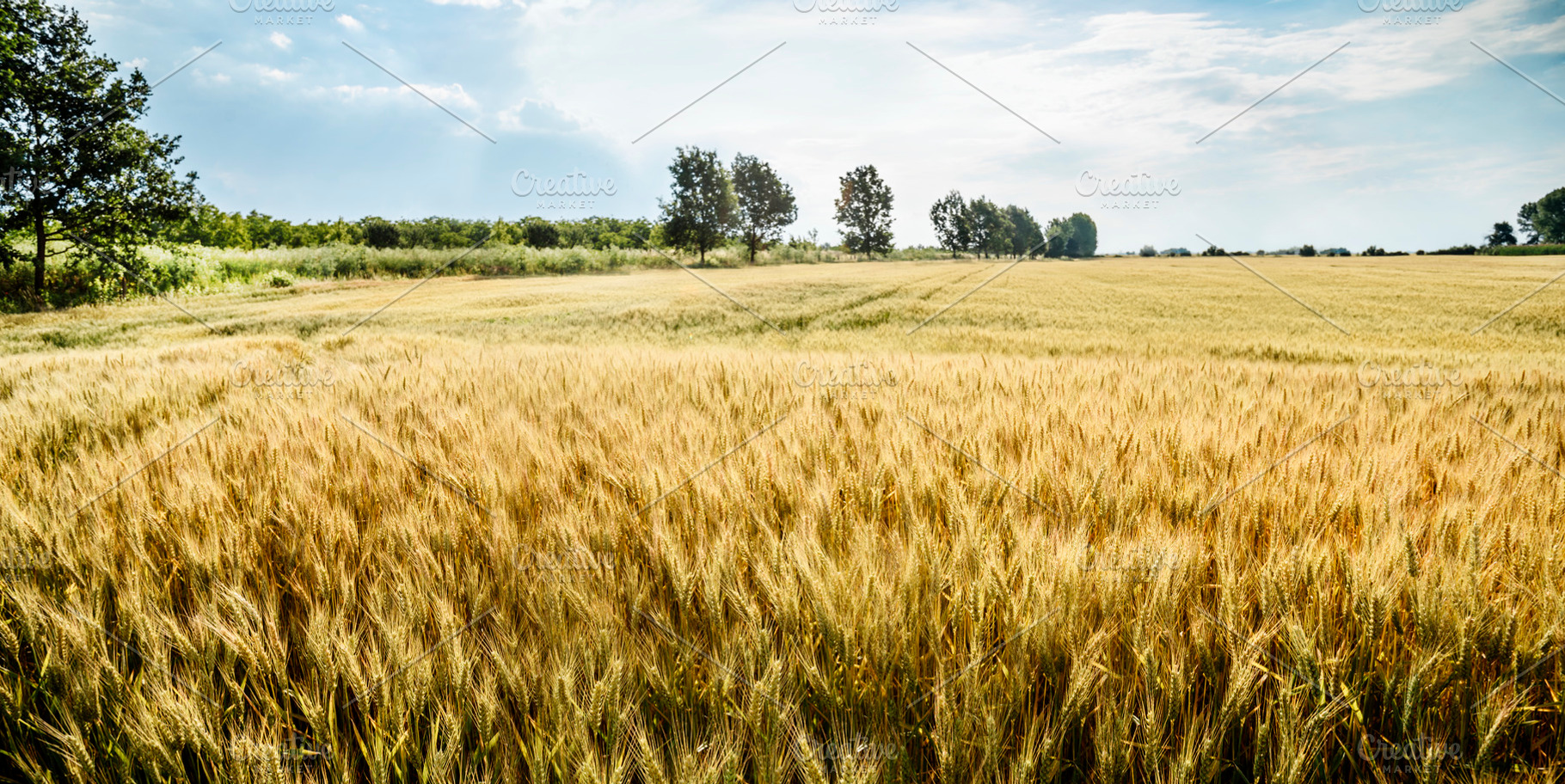 Closeup of gold wheat ears in field, a Nature Photo by hitdelight