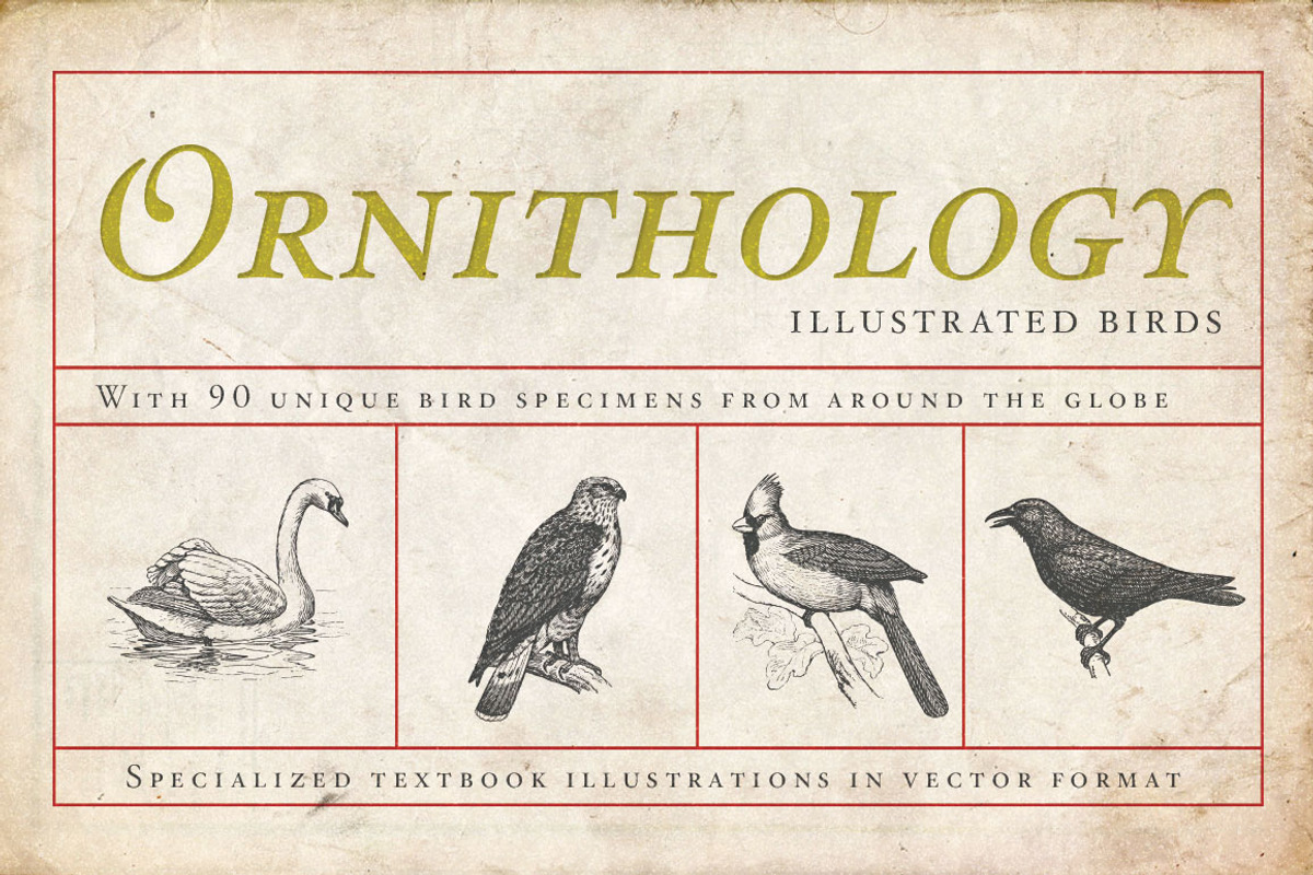 Ornithology Bird Illustrations, an Illustration by BlackBird Foundry (Photo 1 of 3)
