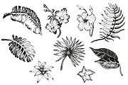 Tropical Plants and Patterns, a Texture Illustration by Katyr (Thumbnail 3 of 4)