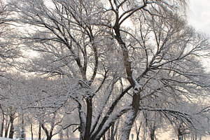 City park in winter after snowfall containing bench, blizzard, and brightly