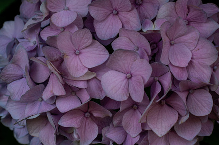Lavender hydrangea containing pastel, flower, and floral