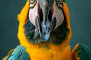 236 surprised animals, an Animal Photo by Handmadefont (Thumbnail 227 of 241)