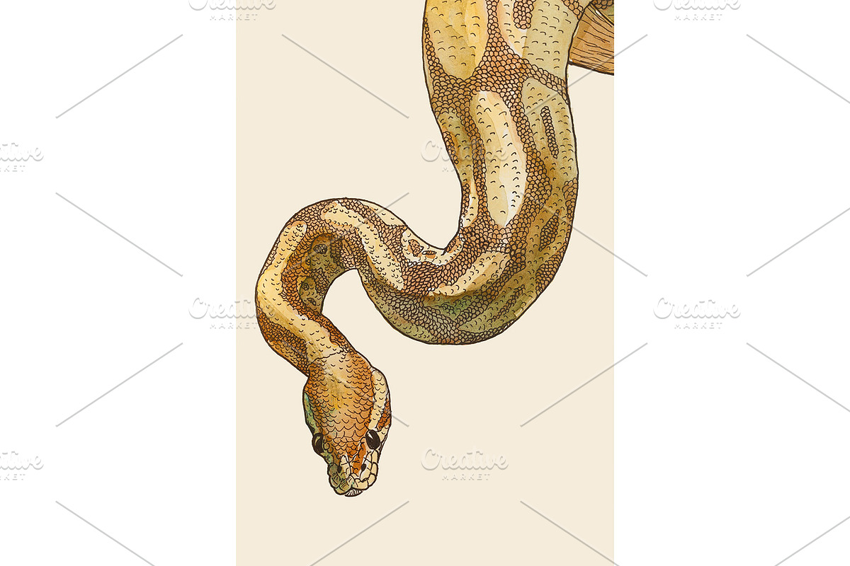 Watercolor and ink Python, an Animal Illustration by Ernesto Solla