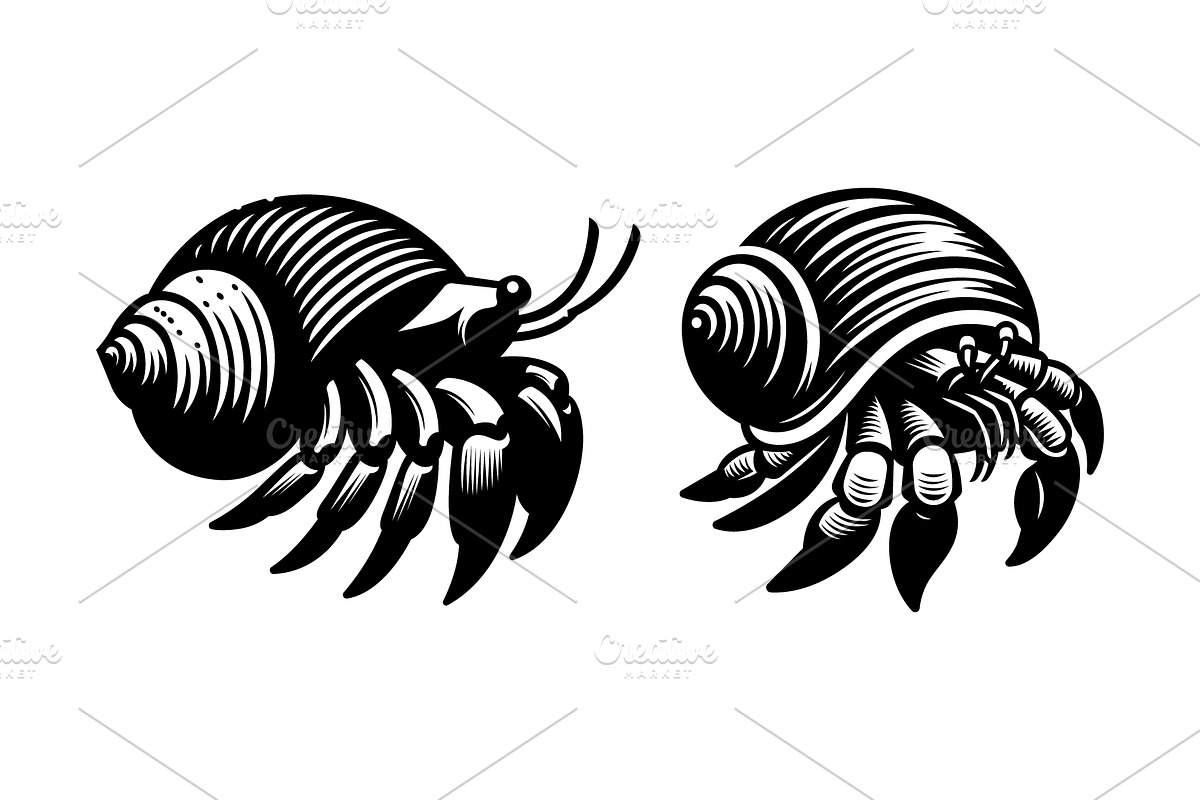 Sea Hermit Crab Vector, an Animal Illustration by Pixes