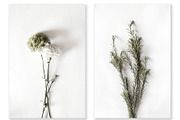 Floral Photography Bundle, a Nature Photo by Creative Moxie Studio (Thumbnail 4 of 7)