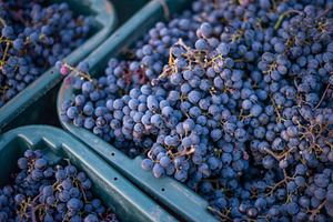 Blue vine grapes, for making wine, a Food & Drink Photo by Mark Borbely