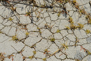 Cracked Pavement W/ Weeds Texture, a Photo by Texture Pics (Thumbnail 2 of 2)