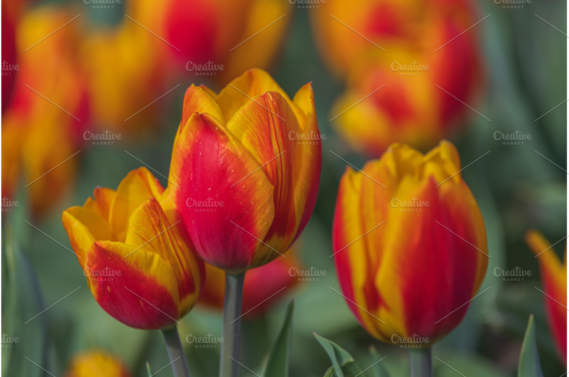 Bicolored red and yellow tulips in, a Nature Photo by Lukas Jonaitis SHOP