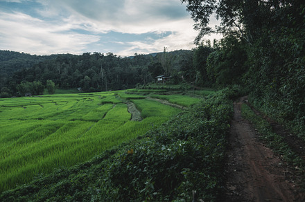 rice fields at dusk in the countryside, a Nature Photo by Art Rachen