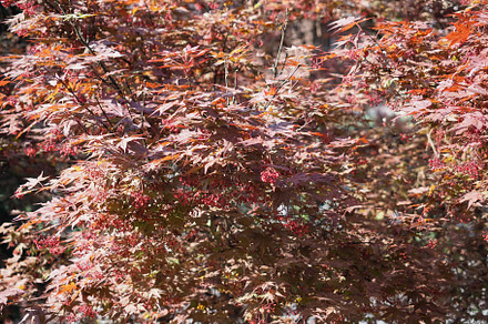 red maple acer tree background, a Photo by WorldPhotos