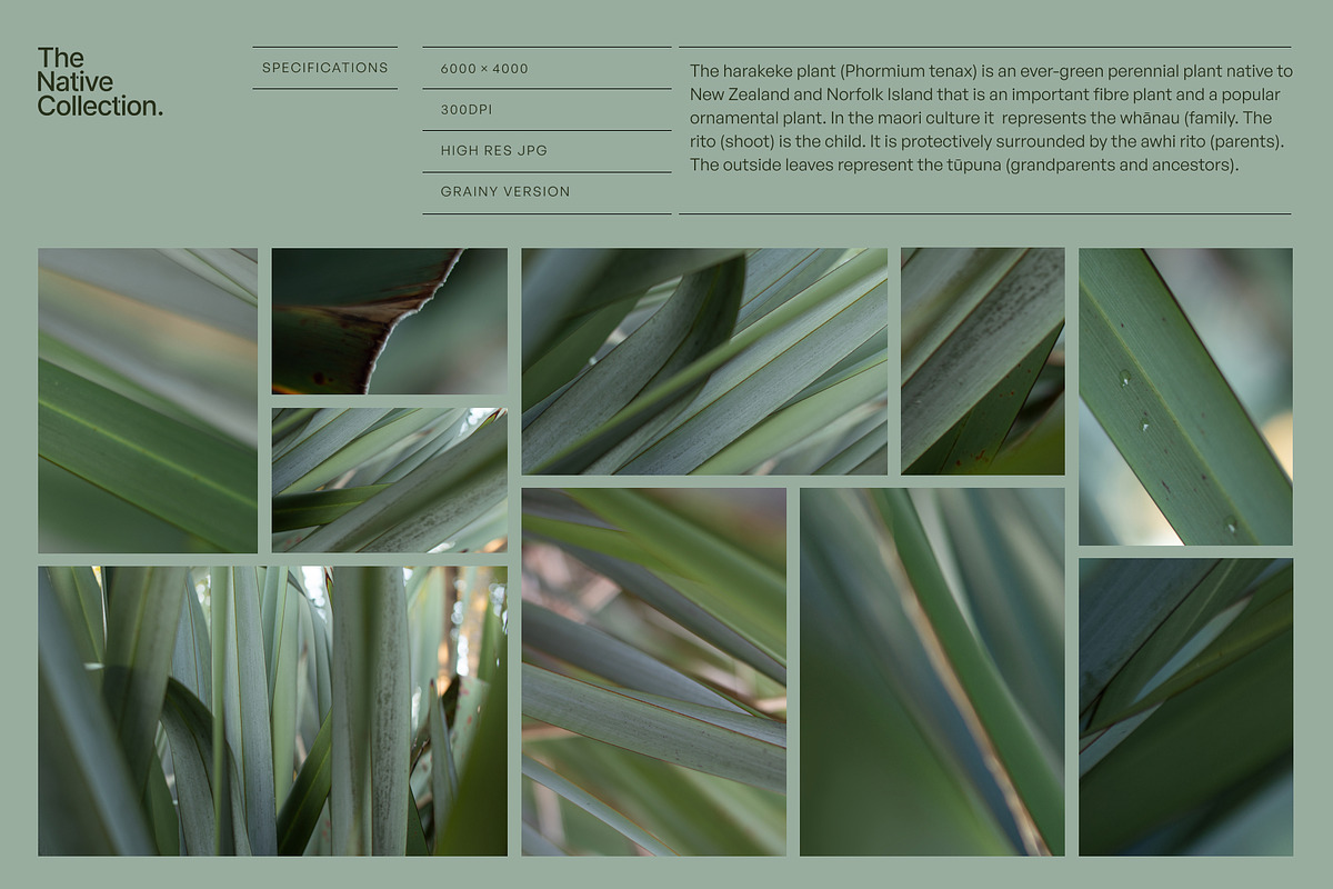 Natural textures - Green edition v03, a Texture Graphic by Haehae photography (Photo 2 of 8)