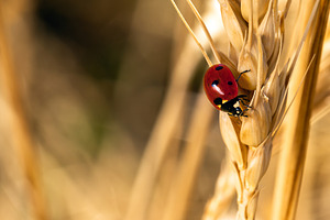 Close-up of a red ladybug crawling on a golden wheat ear, symbol, an Animal Photo by Ales Munt